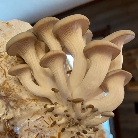 Owl's Hill Nature Sanctuary Brentwood, TN_WIld About Fungus