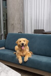 Dog-Friendly Hotel Franklin & Nashville