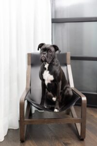 Dog-Friendly Hotel Nashville Franklin