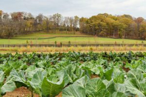 Farming, Southall Farm & Inn, Luxury Spa Resort in Franklin, TN.