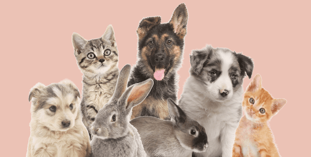 CoolSprings Galleria Easter Bunny's Garden | Pet Photos with Easter Bunny Franklin, TN.