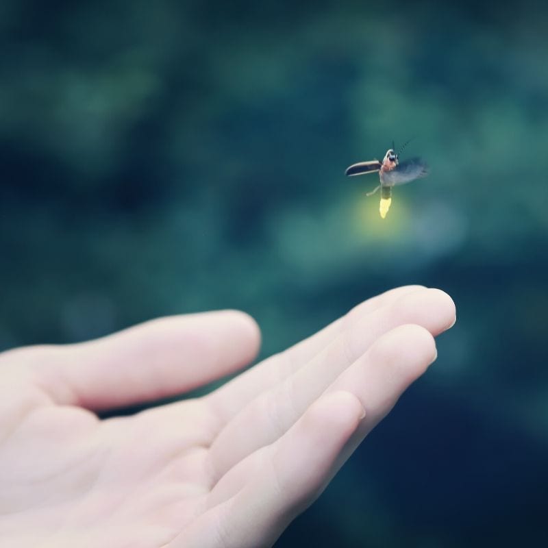 Family Firefly Hikes Brentwood, TN
