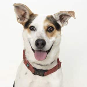 Lexy is a one-year old mixed breed who loves to play with toys and gets along great with other dogs. She can be a little shy at first but will come out of her shell when she gets to know you. If you are looking for a furry friend to watch movies with who will also go on strolls through the park, this is your girl. Lexy and all of her adoptable friends at WCAC are looking forward to your visit!