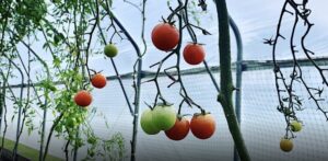 Greenhouse Dinner at McKinney Farm Franklin, TN 7