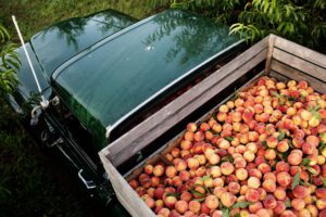 The Peach Truck Franklin Nashville_Peaches in the Truck.