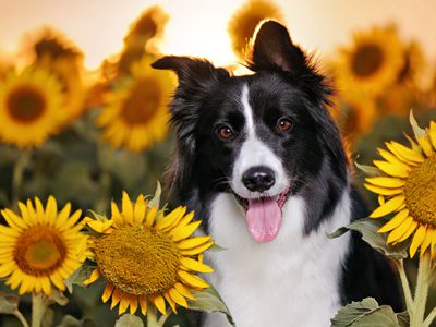 Pups in the Park_Dog Friendly Event