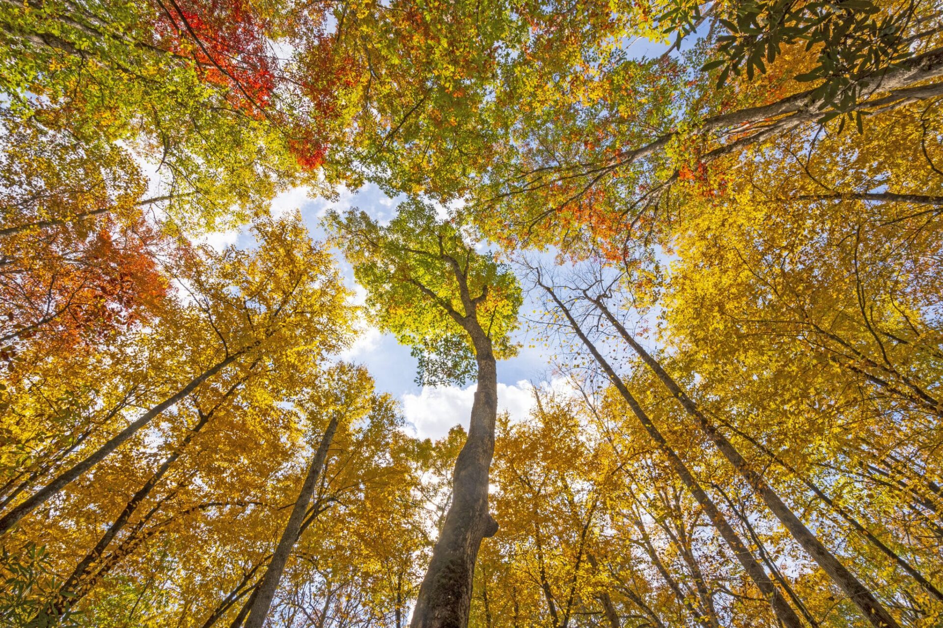 Fall hike in Brentwood, Tennessee, looking up at colorful trees and leaves.