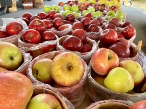 Franklin Farmers Market in downtown Franklin, Tennessee_Apples