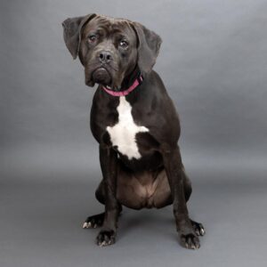 Rockstar Reign is a dog for adoption at the Williamson County Animal Center in Franklin, Tennessee, she is a playful girl with a heart of gold. At two years old, she knows sit, stay and come, walks well on a leash and enjoys a car ride. During sleepovers at a volunteers house, Reign was good with young children and resident pups, however, she seems to prefer medium and large dogs. Come meet Reign and all the adorable adoptables at WCAC!