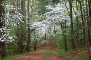 Bowie Nature Park in Fairview, Tennessee.