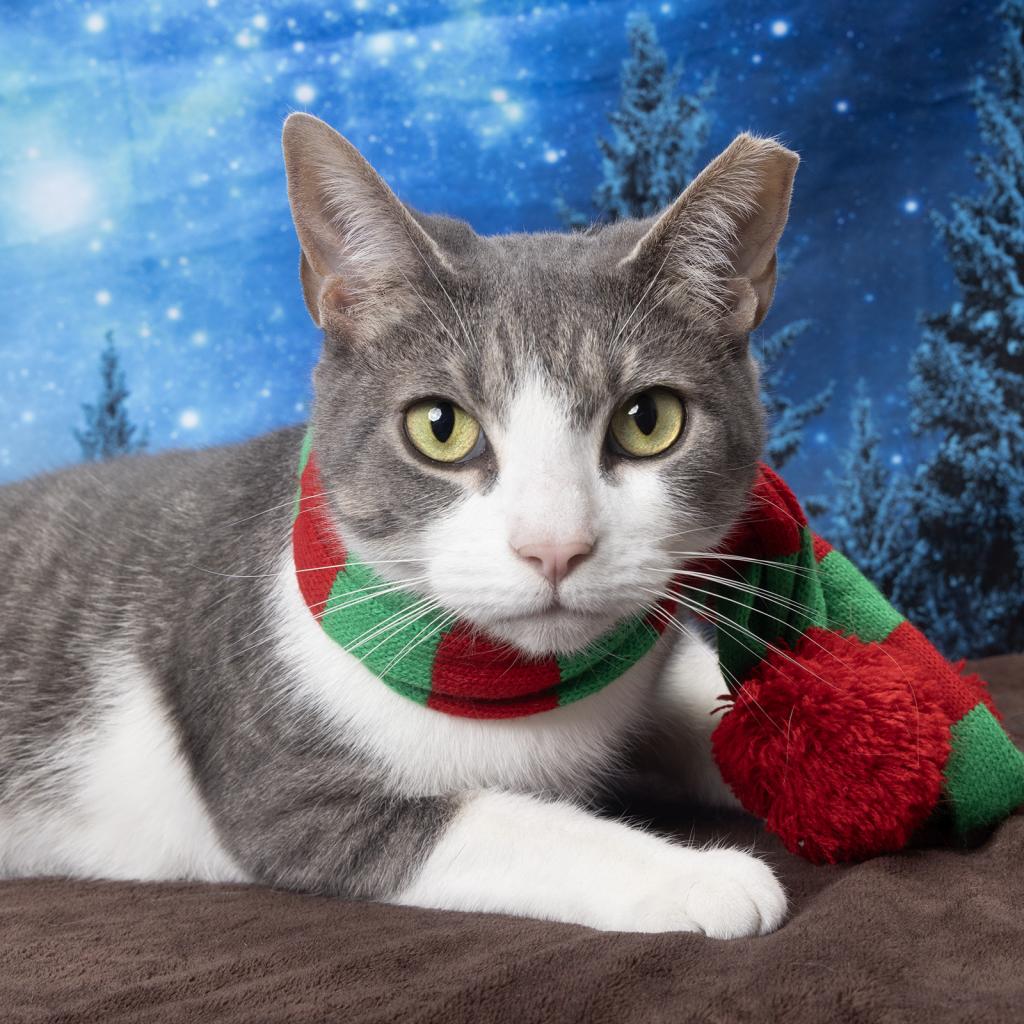 WCAC-Squeak - Adoptable animals at Williamson County Animal Center (WCAC) and Metro Animal Care and Control (MACC) in Nashville