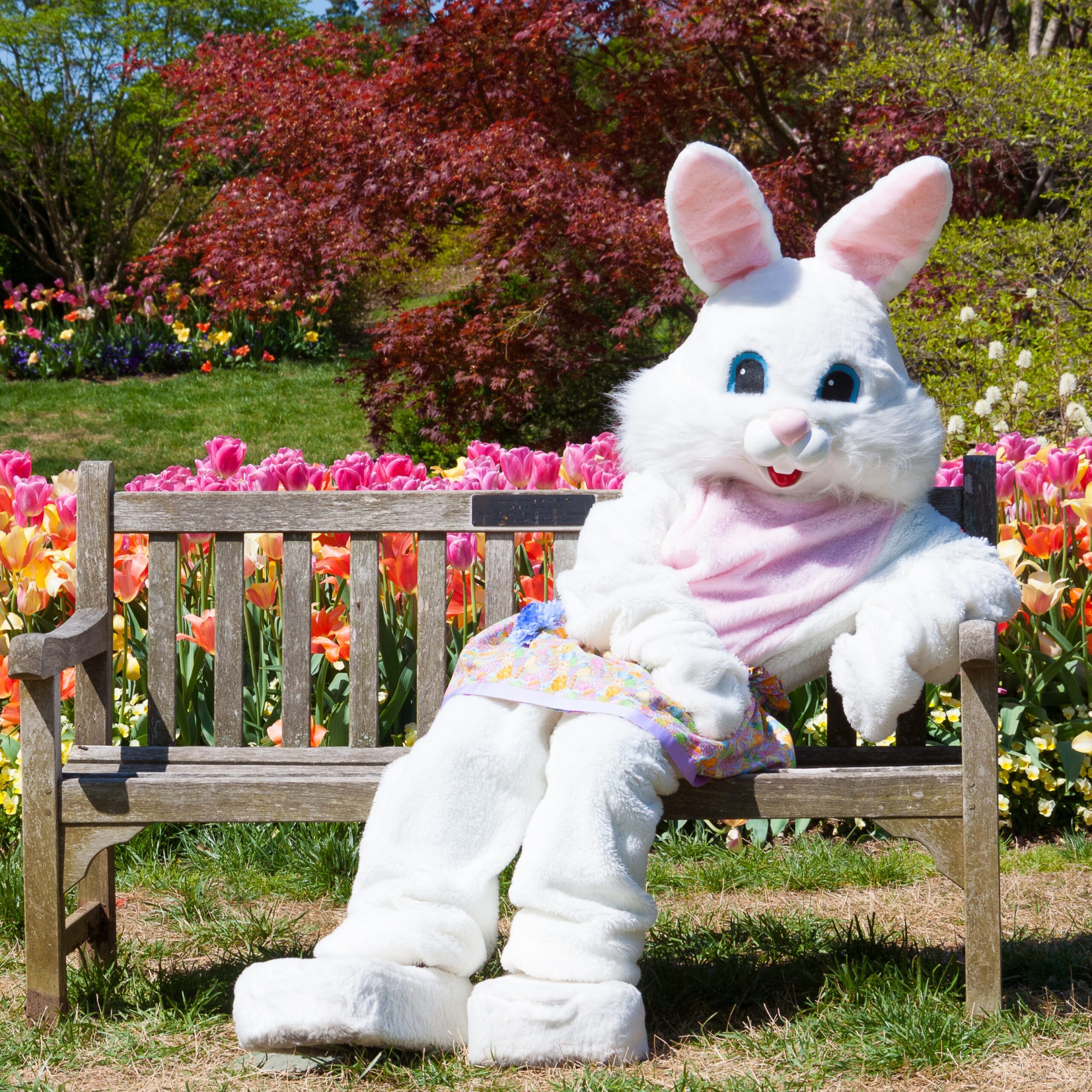 Lucky Ladd Farms Easter Bunny