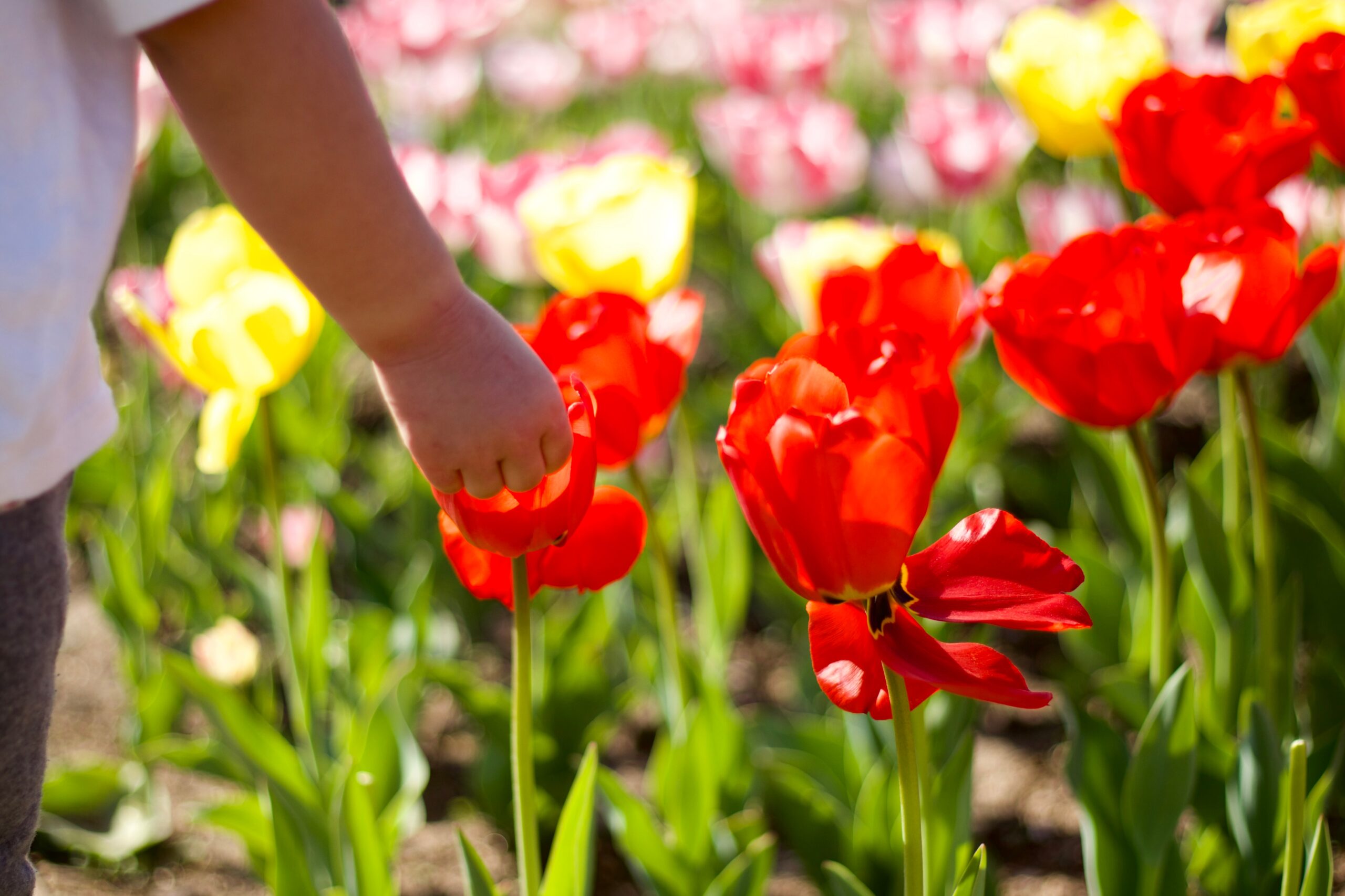 Tennessee Tulip Festival