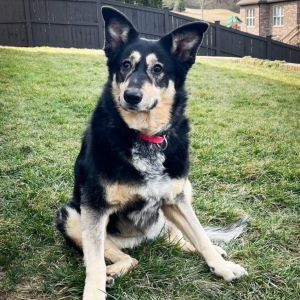 Wrenly Brier is an eight-year old mixed breed with Snooty Giggles Dog Rescue that weighs 62 pounds and is about as perfect as they come. This girl is such an easy dog, she is house trained, crate trained, knows basic commands and is very obedient. She loves to play, go on car rides and walks and likes other dogs. Wren deserves a family that will love her like she knows how to love and will make some lucky person a wonderful companion! Go to www.snootygiggles.com to fill out an application for Wrenly Brier or any of the adorable adoptables with SGDR today.