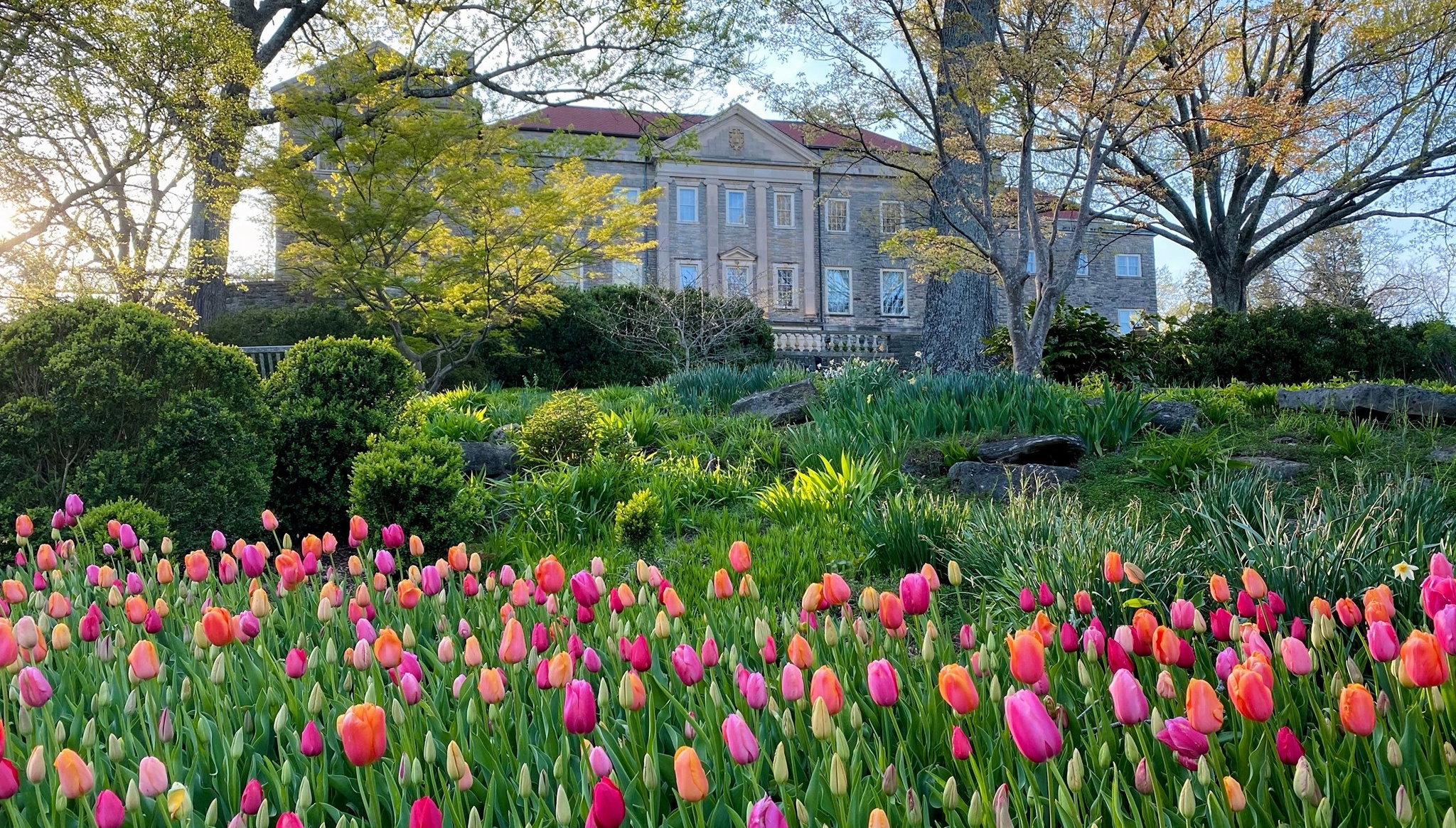 Cheekwood Gardens tulip field