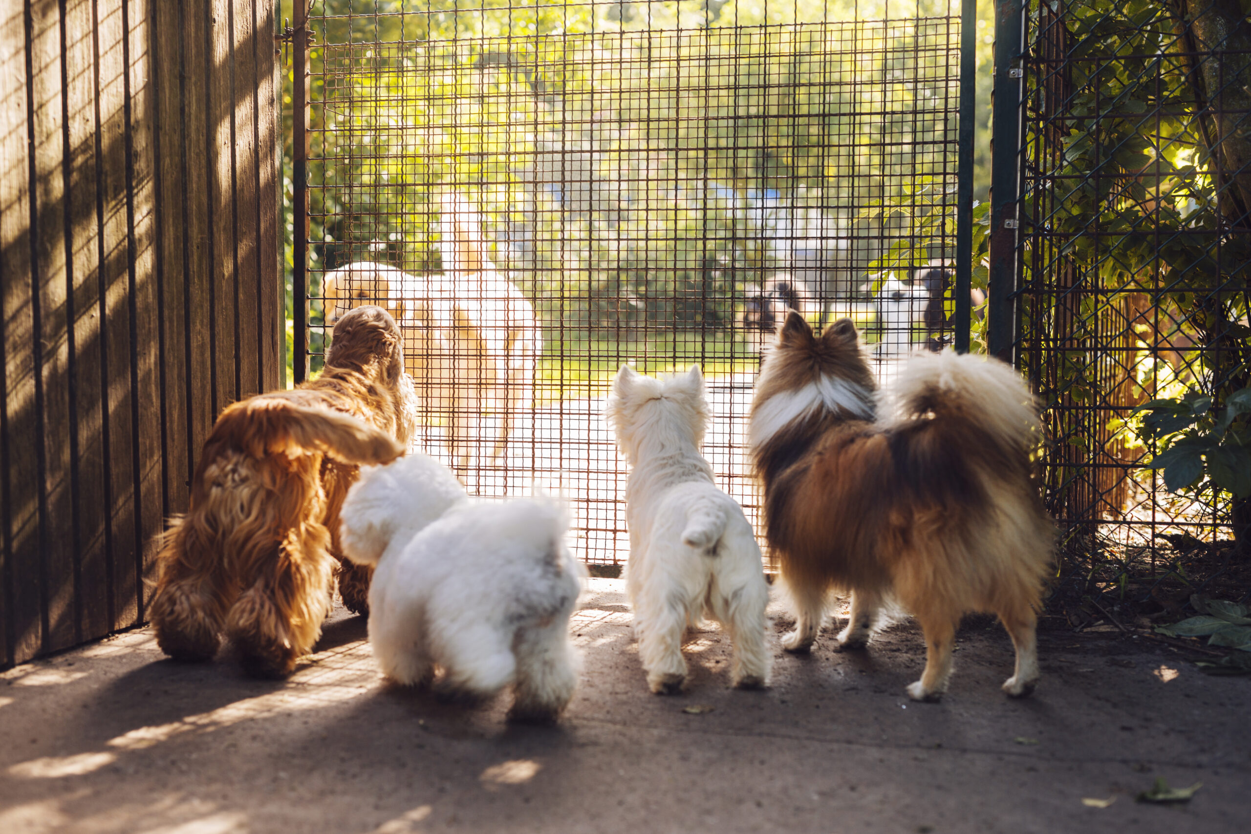 Dogs looking through a fence while boarding in Franklin, Tennessee.