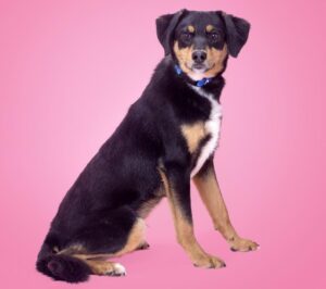 Ivan_Williamson County Animal Center Adoption