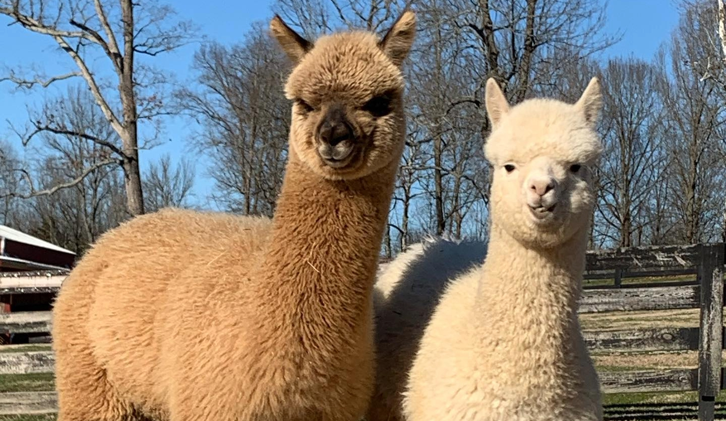 Mistletoe Farm Alpacas in Franklin, Tennessee.