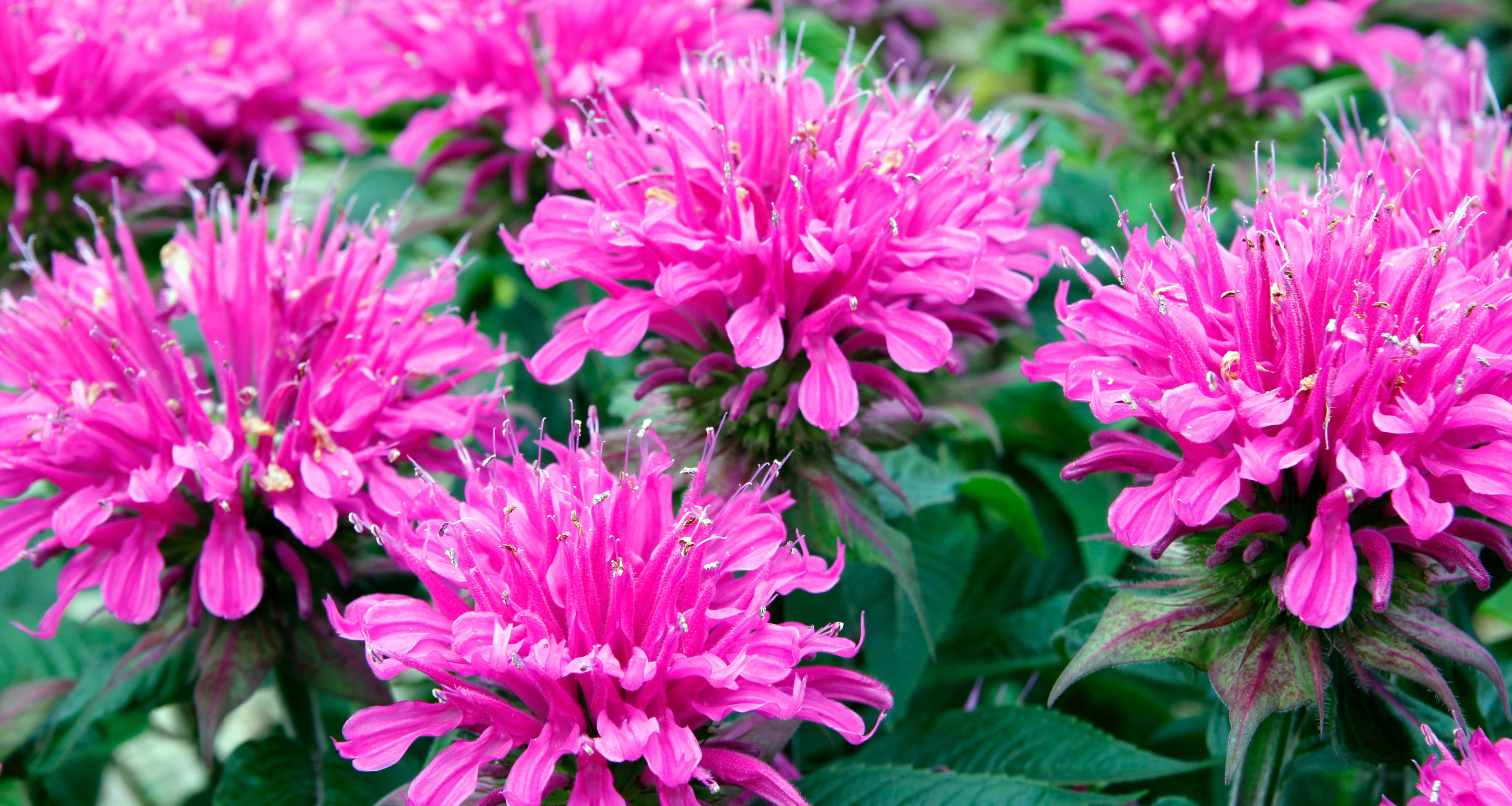 Bee balms in a Franklin, Tennessee garden.