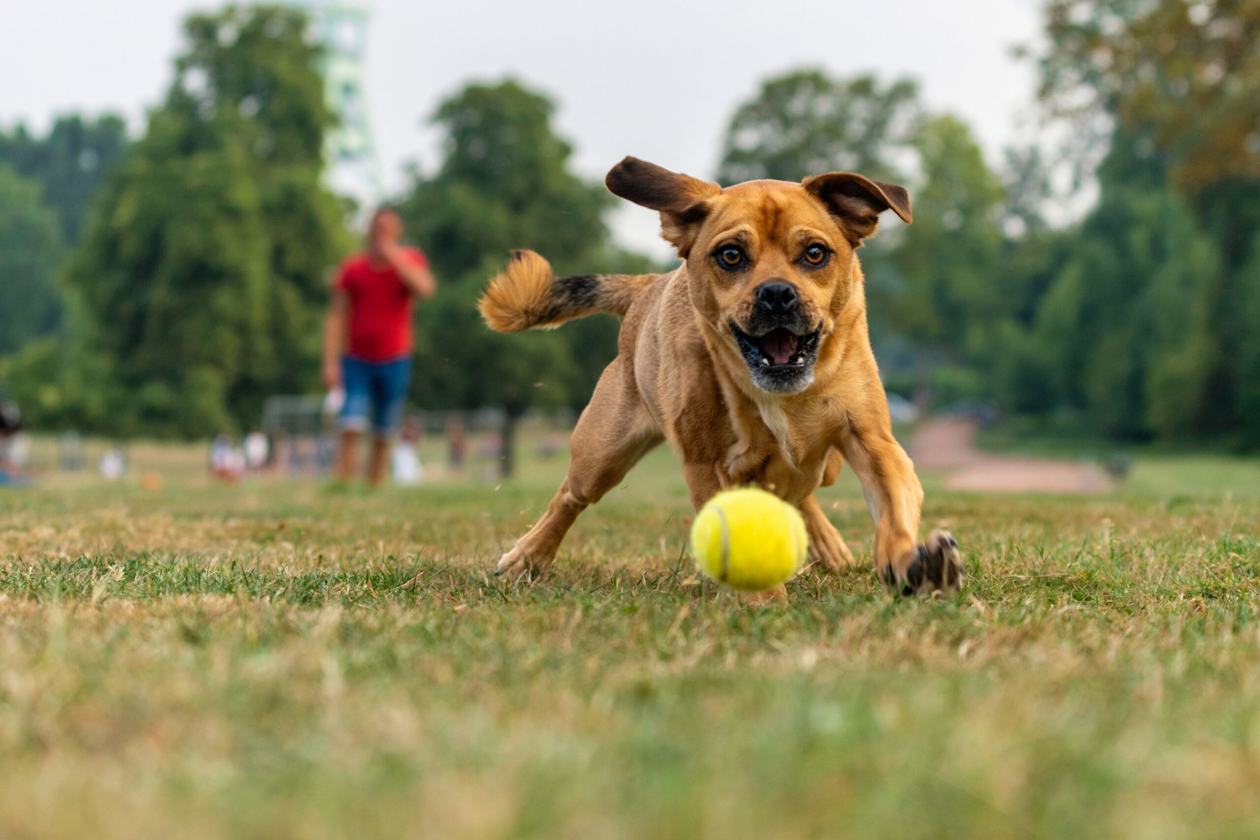 K-9-Korral-Dog-Park-Franklin-TN_-The-Park-at-Harlinsdale-Farm.