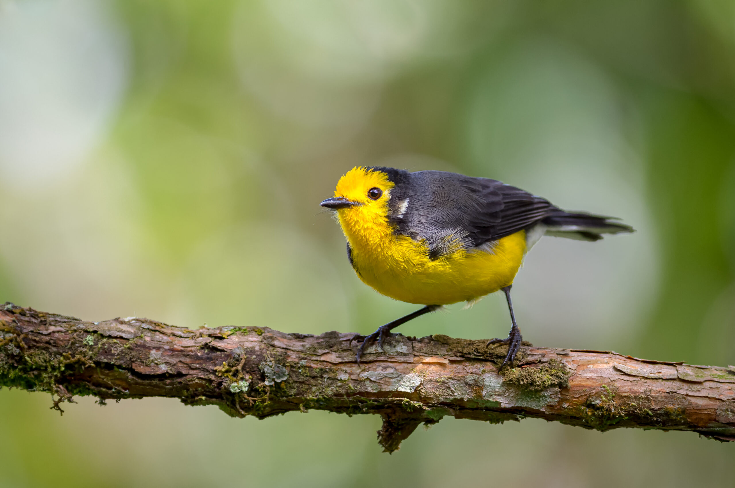 Urban-Birding-Event-Franklin-TN-Little bird looking for food from a tree.