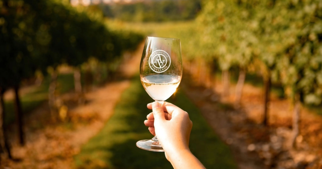 Arrington Vineyards wine glass in the Vines.