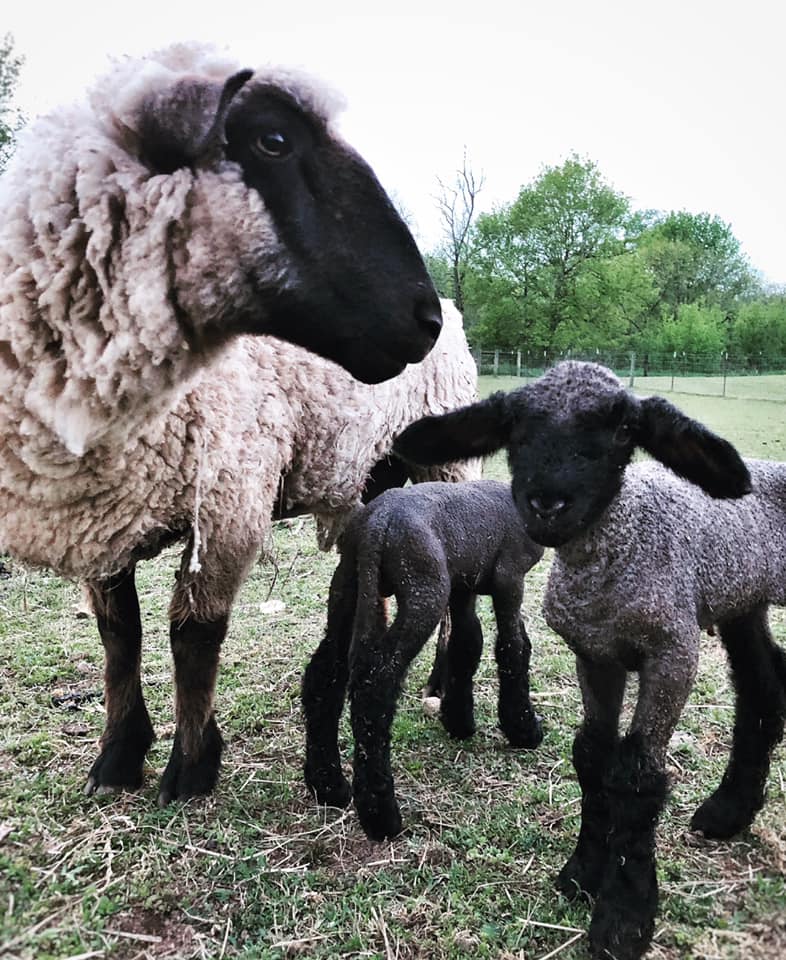 Gentry's Farm Franklin, TN_Baby Lambs