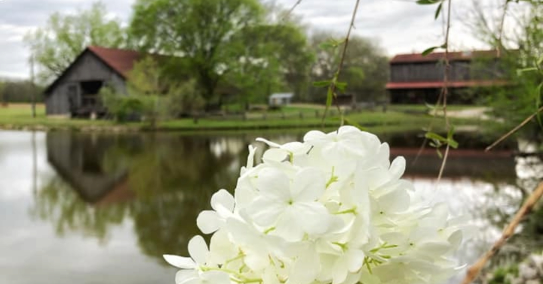 Gentry Farm in Franklin, TN barns and flowers.