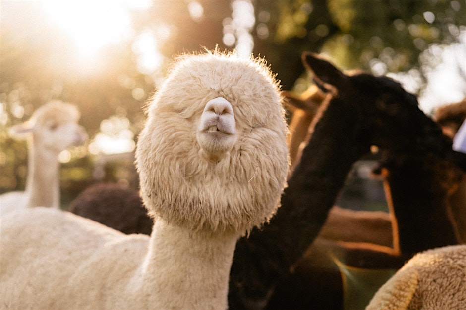 Coleman Valley Alpaca Farm in Franklin_Alpacas