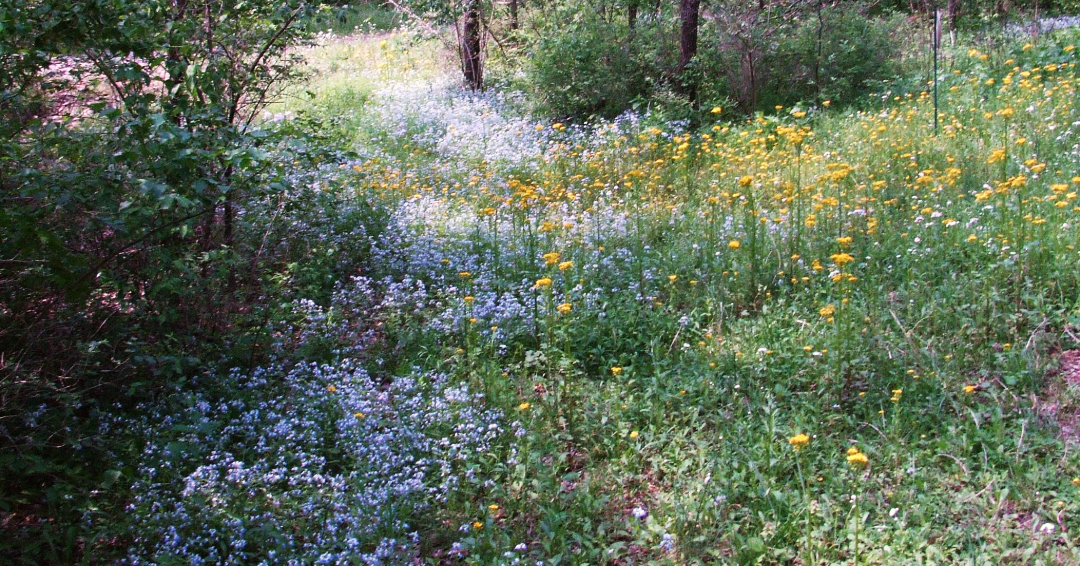 Wildflowers in Owl's Hill Sanctuary, Brentwood, Tennessee.