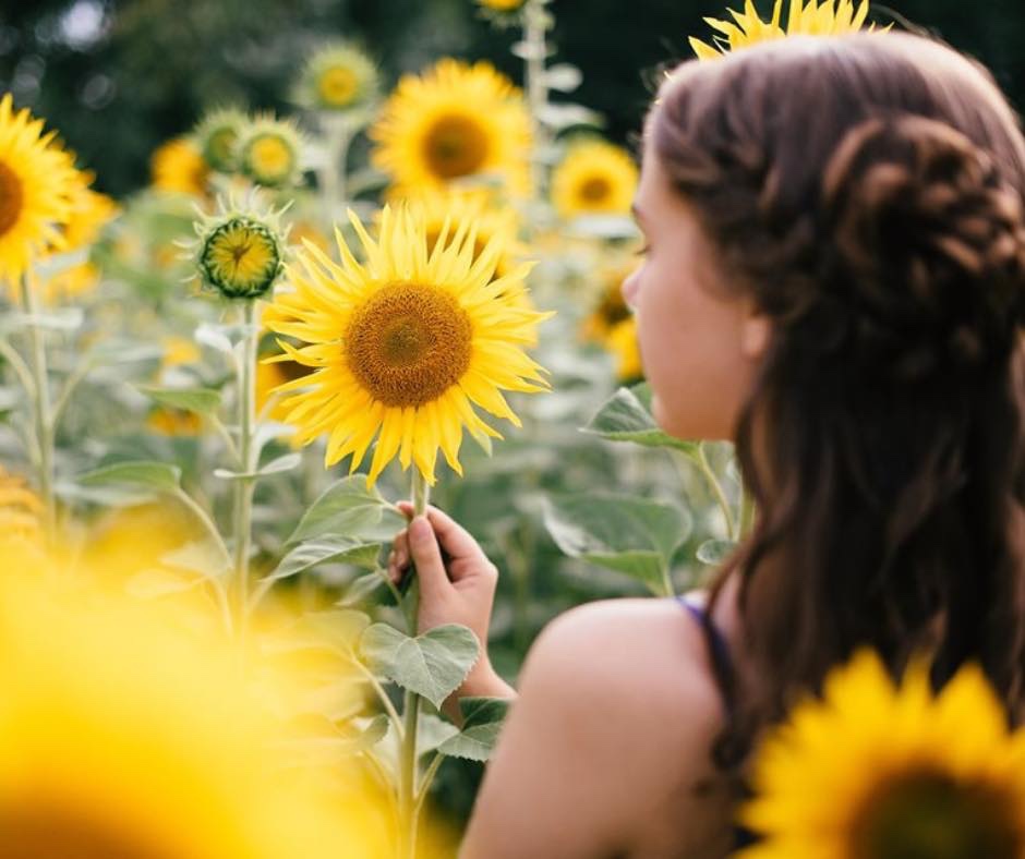 Tennessee Sunflowers and Zinnias Lucky Ladd Farms You-Pick Season.