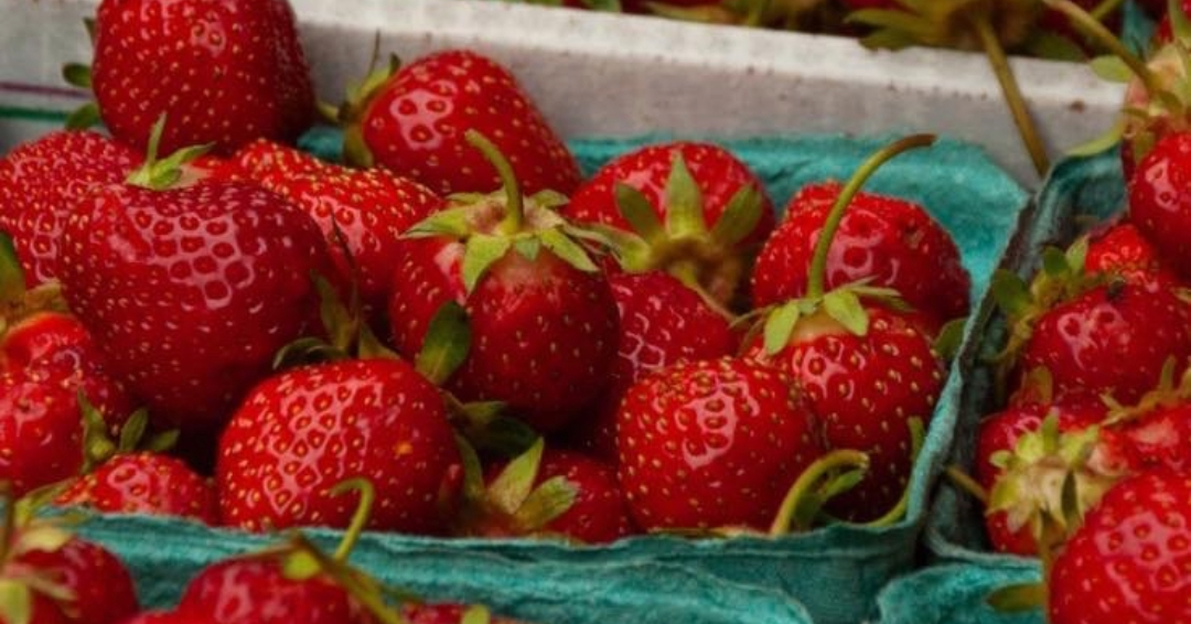 Baskets of picked strawberries at Lucky Ladd Farms in Eagleville, Tennessee, grown with a hydroponic growing system