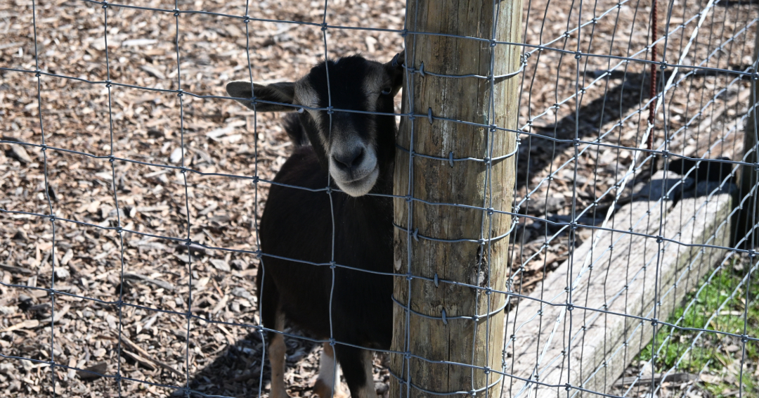 A goat peeks from behind a post at Lucky Ladd Farms in Eagleville, Tennessee.