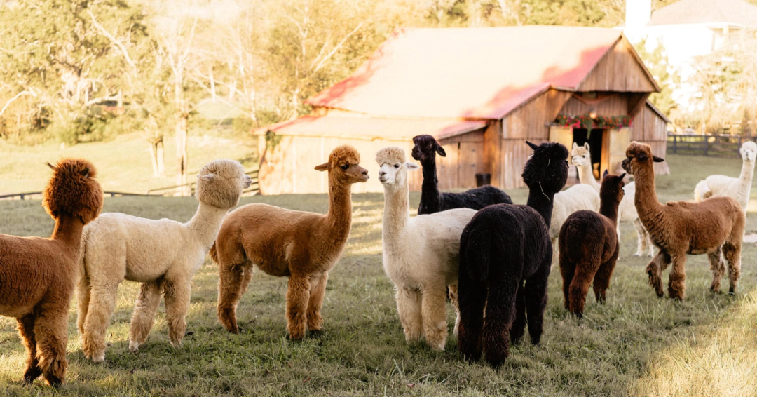 Coleman Farms Alpaca Yoga Franklin Tn