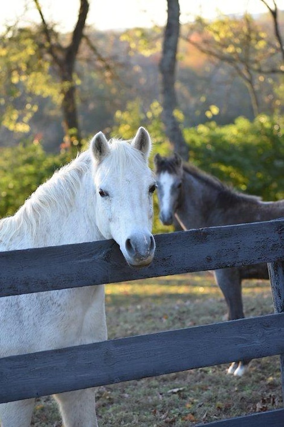 Horse Yoga for a Cause Classes College Grove, Tenn.