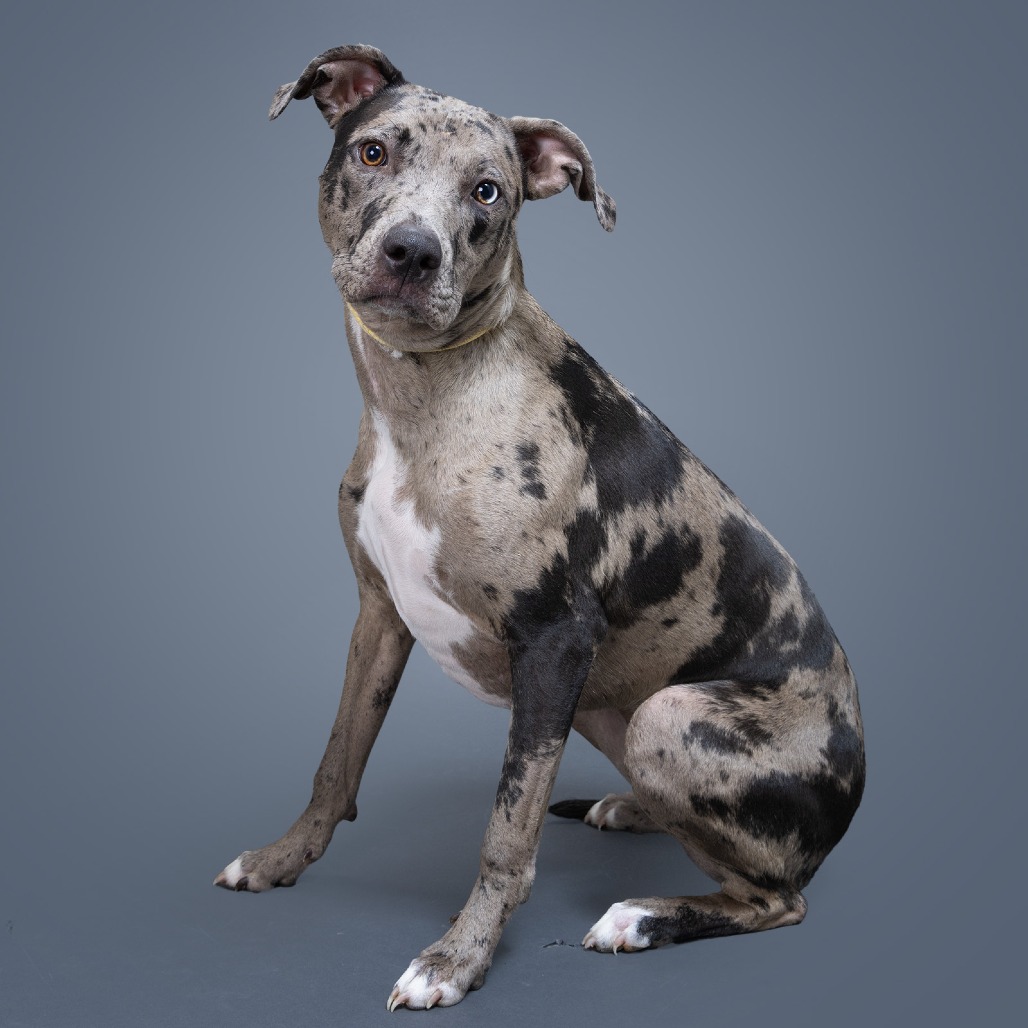 Marble is a dog in need of adoption in Franklin, TN at Williamson County Animal Center.