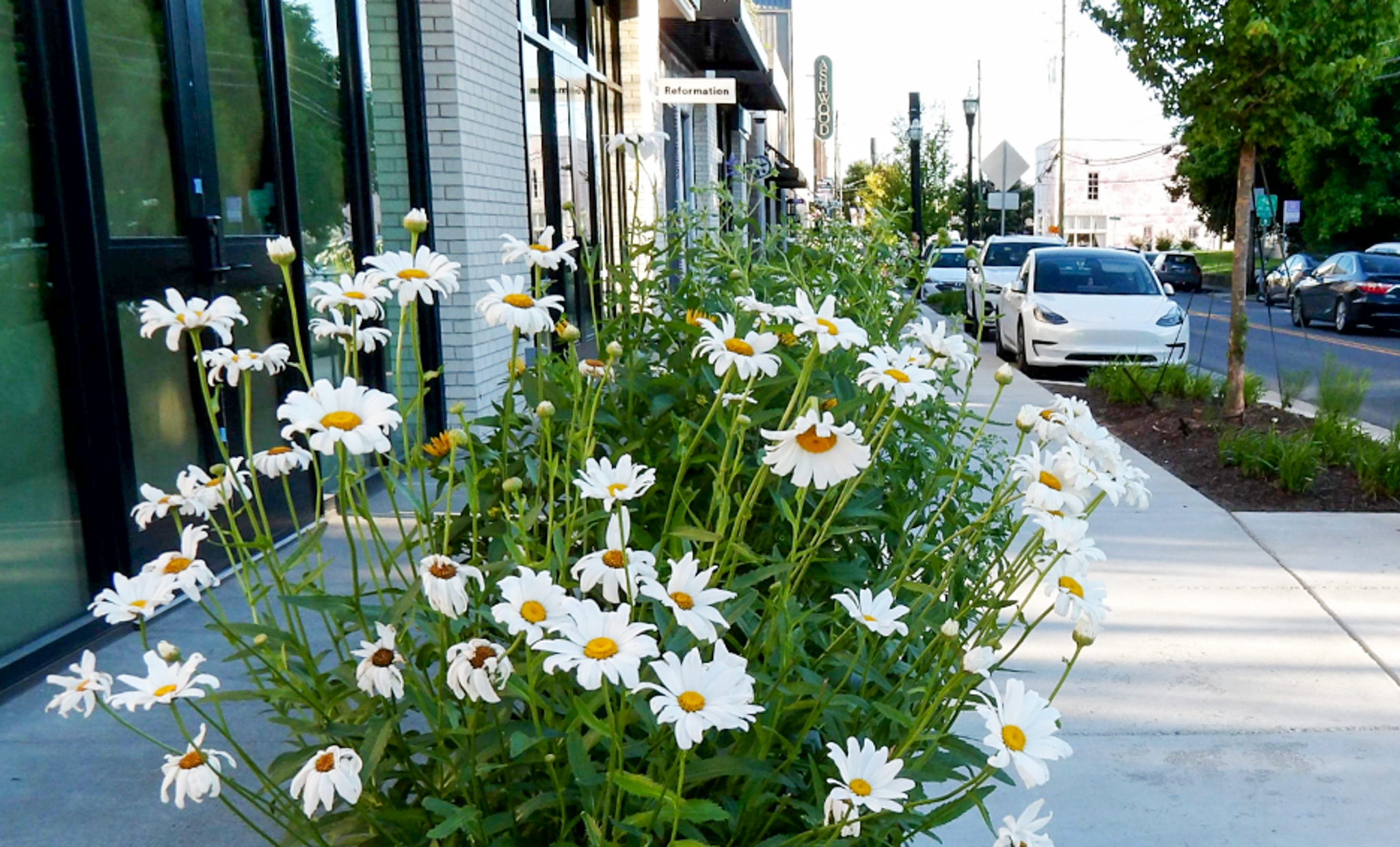 A view of 12 South neighborhood in Nashville, Tennessee, where daisies decorate the street outside of new shops.
