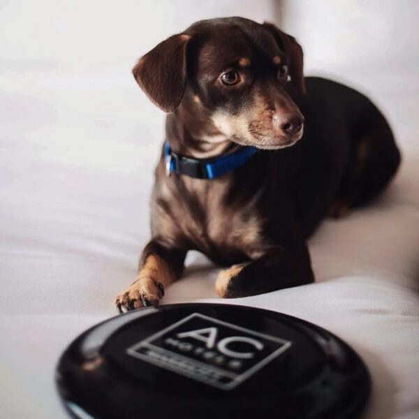 AC Hotel Brentwood, TN_Dog Friendly Hotel.