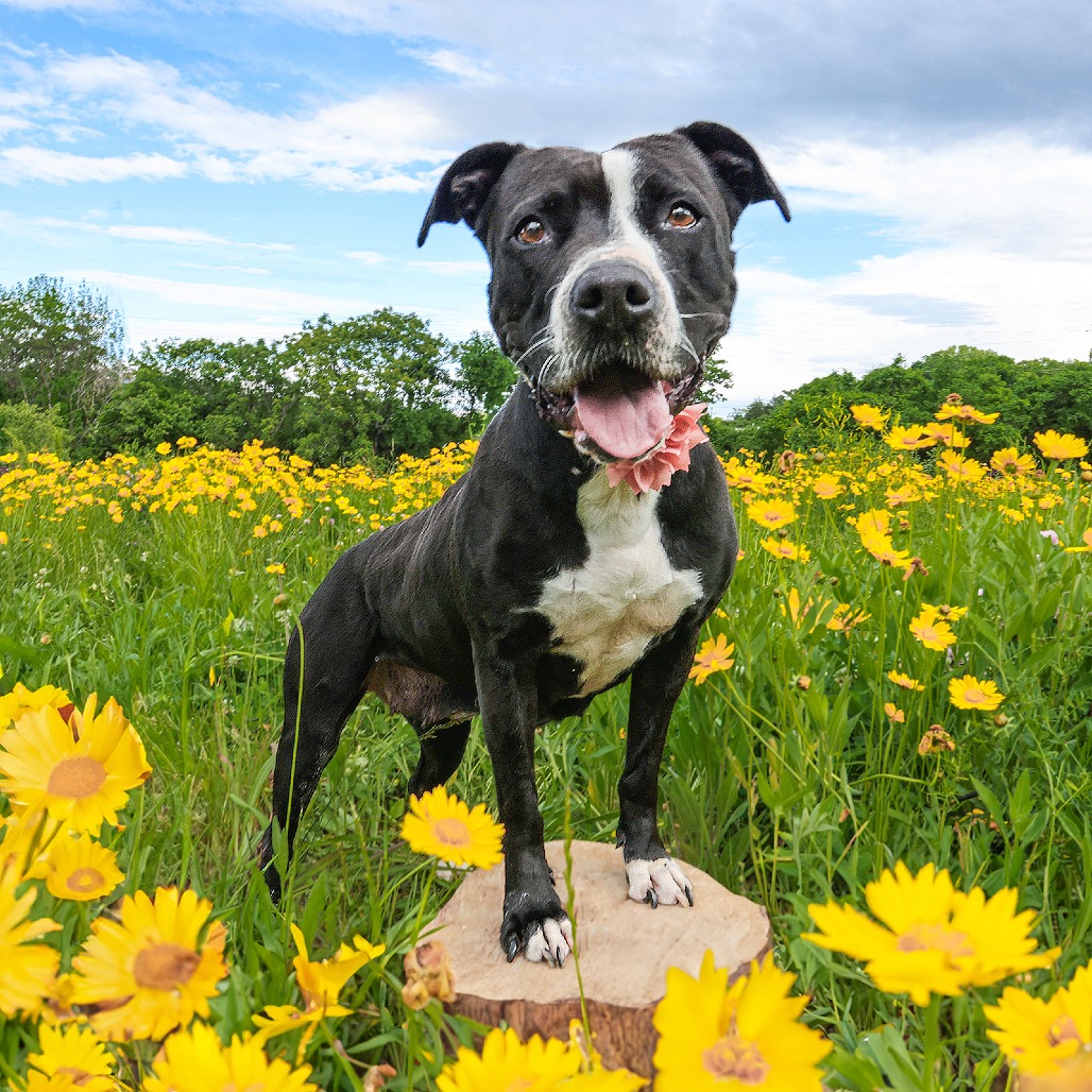 Bonnie a dog up for adoption at Williamson County Animal Center.