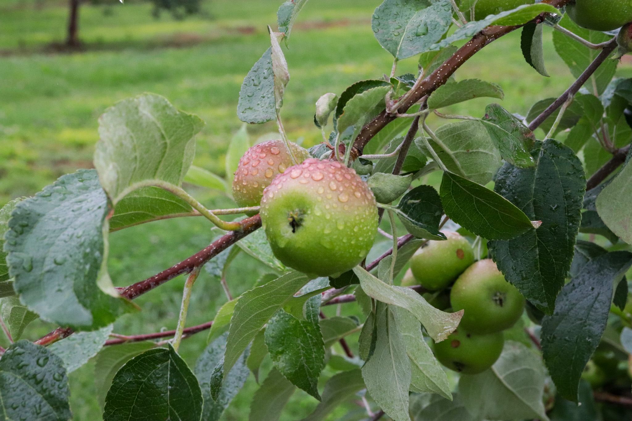 Morning Glory Orchard Nolensville, TN_Fruit Closeup