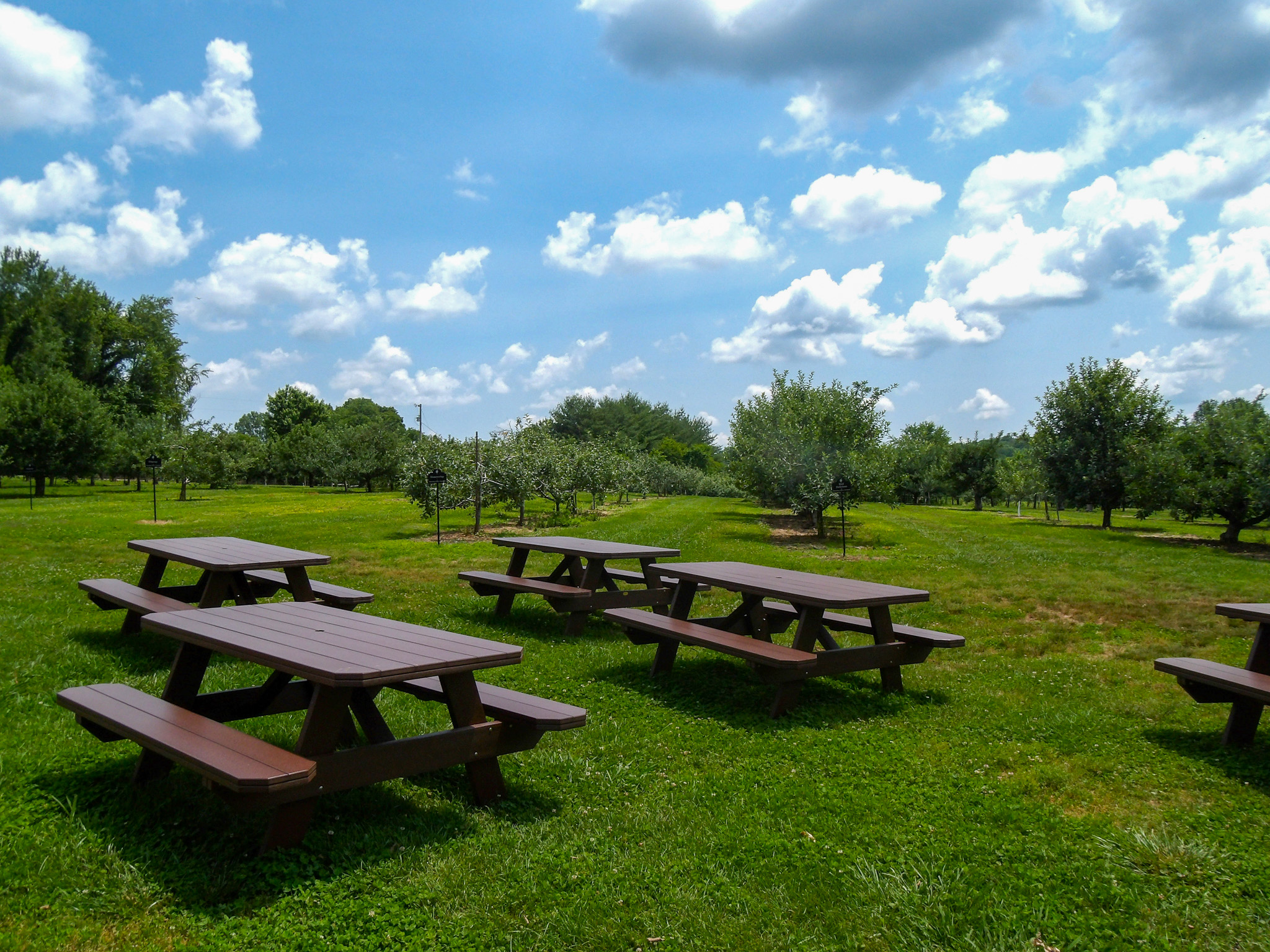 Morning-Glory-Orchard-Nolensville-Tenn.11