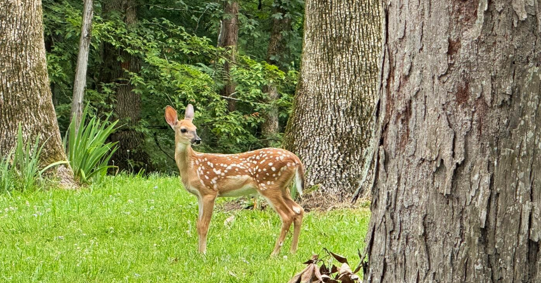 A deer and cedar trees at Cedars of Lebanon State Park in Tennessee. a family camping spot.