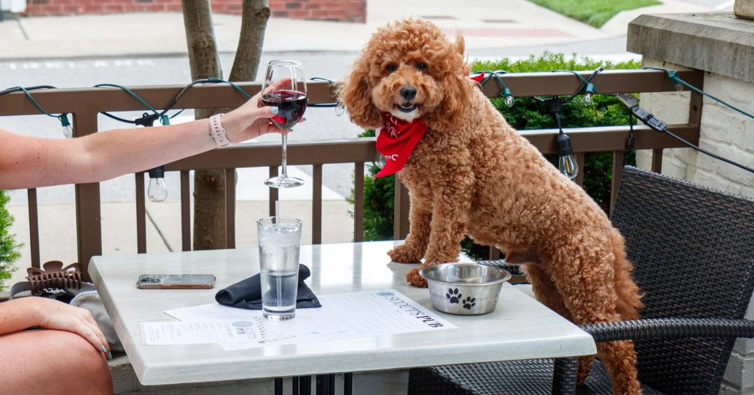 Dog on the patio at Scout's Pub, a great neighborhood spot in Franklin, Tennessee's Westhaven neighborhood.