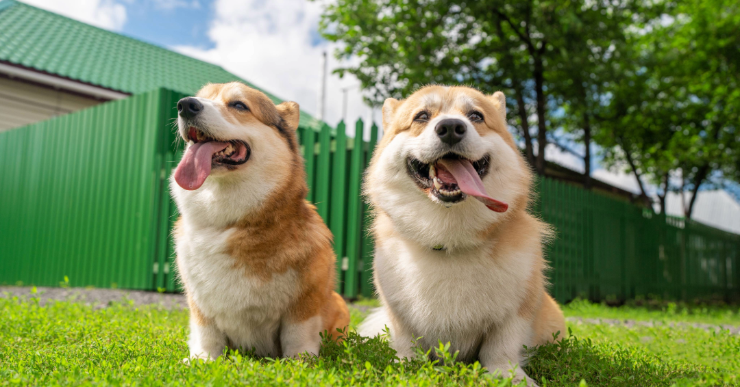 Two dogs at a dog friendly park in Franklin, TN, in the sunshine, with their tongues out.