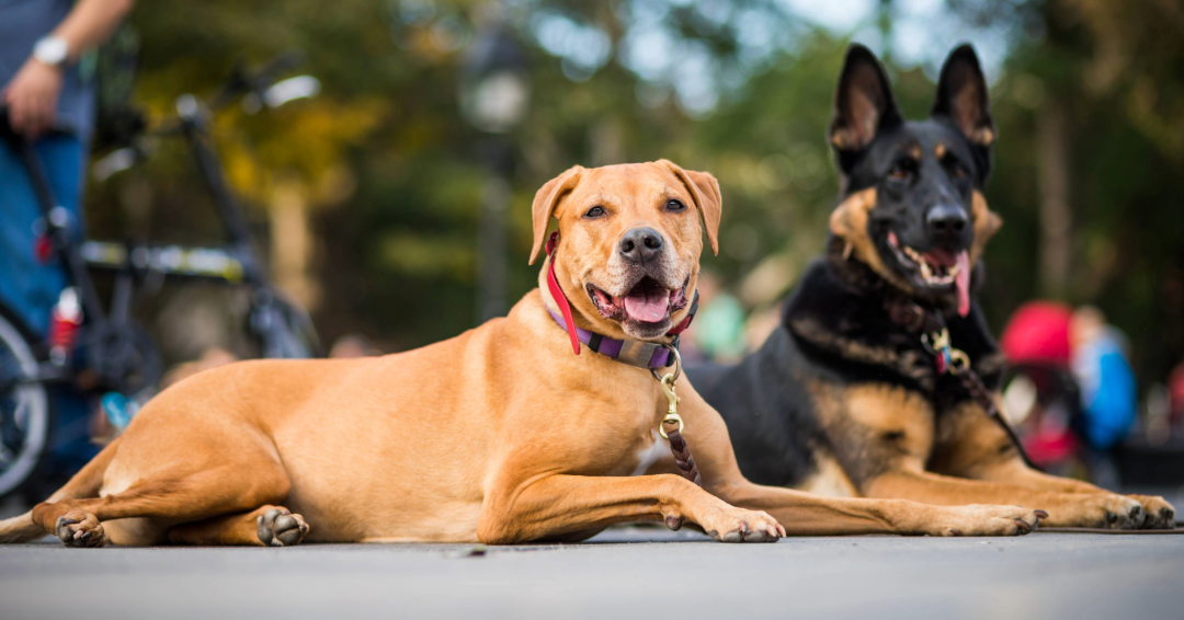 Two large breed dogs take a break on the sidewalk, wearing collars and leashes.