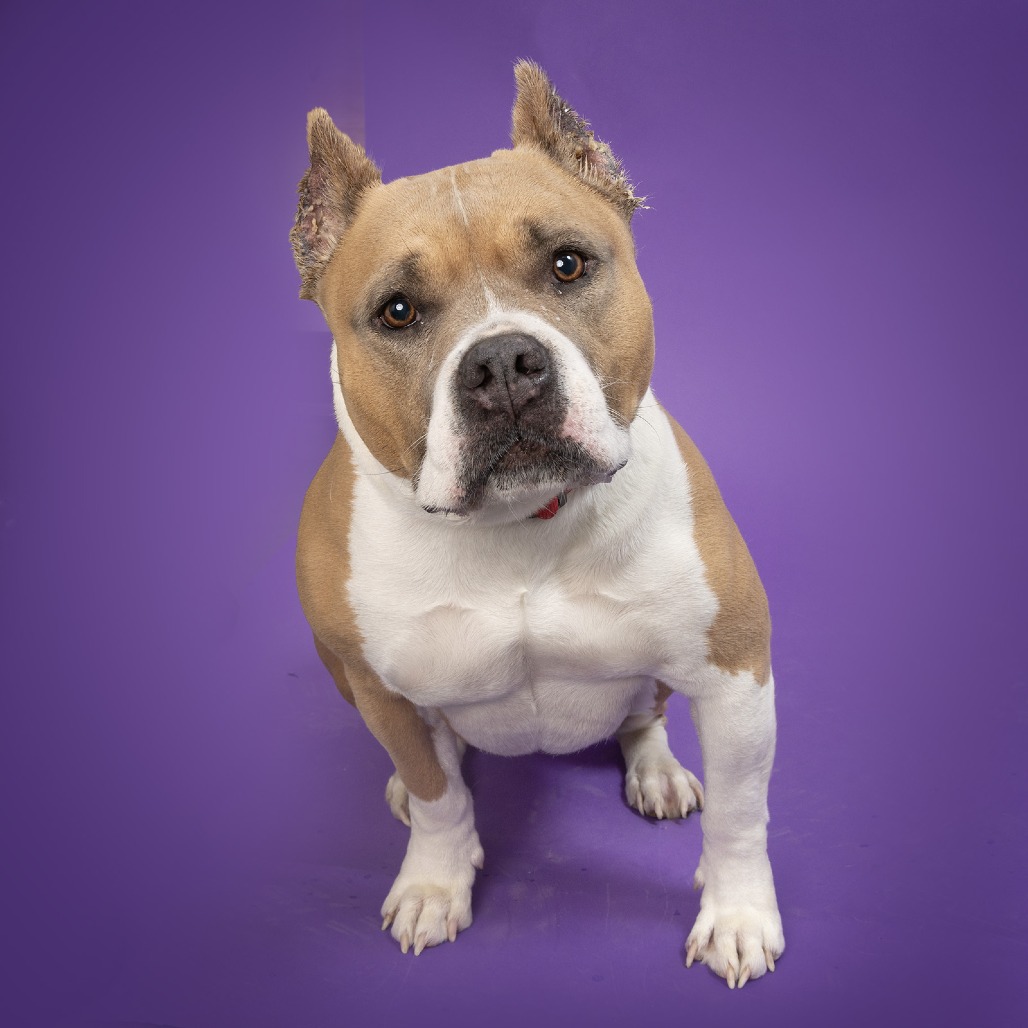 Bonita has been at the animal center for several months and recently underwent surgery to relieve pain caused by a fracture in her femur. She is doing very well in recovery and, at six-years old, she’ll benefit by being in a home with a fenced yard and/or with someone willing to give her multiple walks and plenty of exercise each day to stay fit and trim. Bonita is friendly with people, including kids, and has been social with a lot of dogs during her time at the shelter, but does not do well with small dogs or cats. Come see Bonita and all of the adorable adoptables at WCAC!