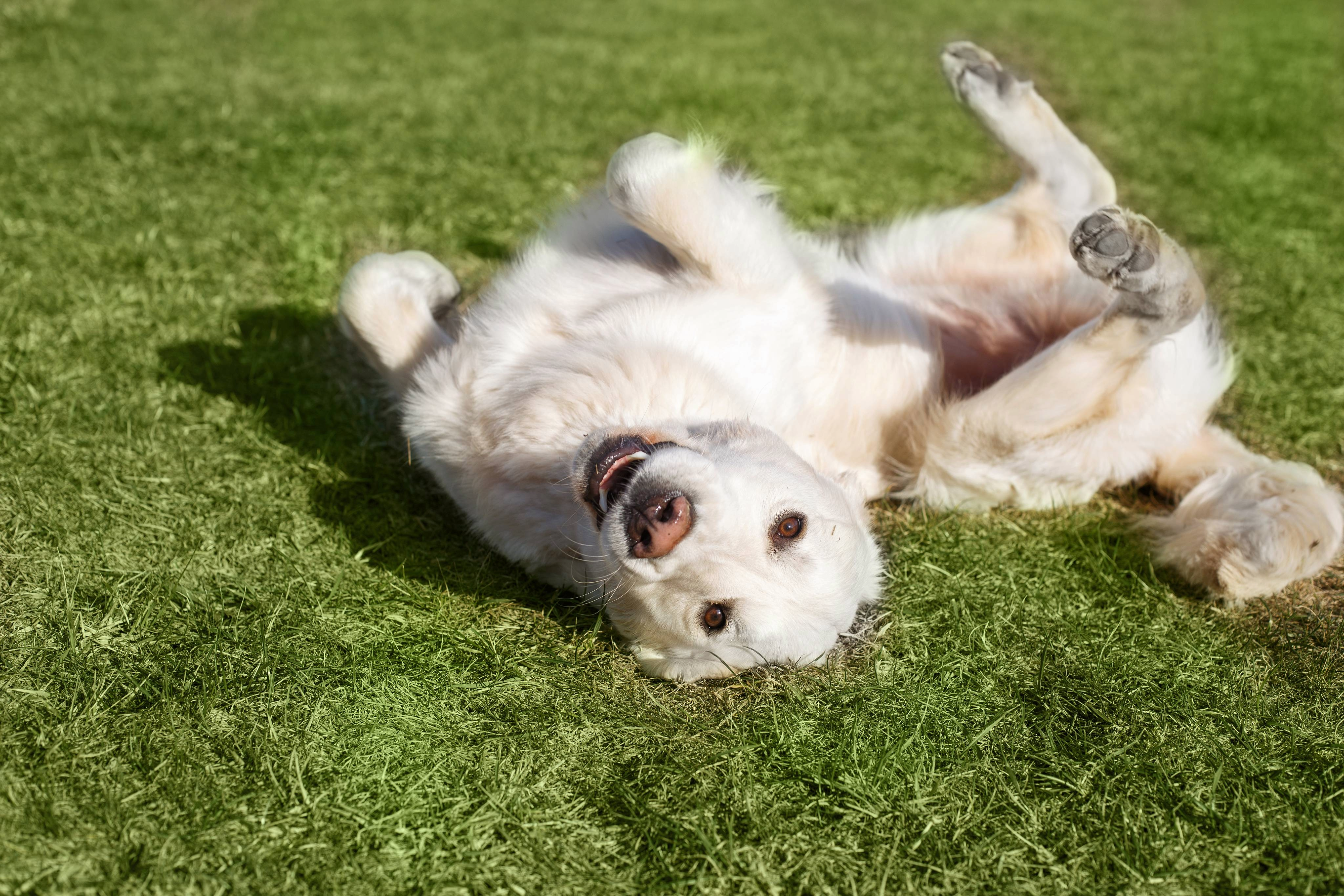 A dog rolling in the grass in Nashville, Tennessee, representing dog-centered event in Music City.