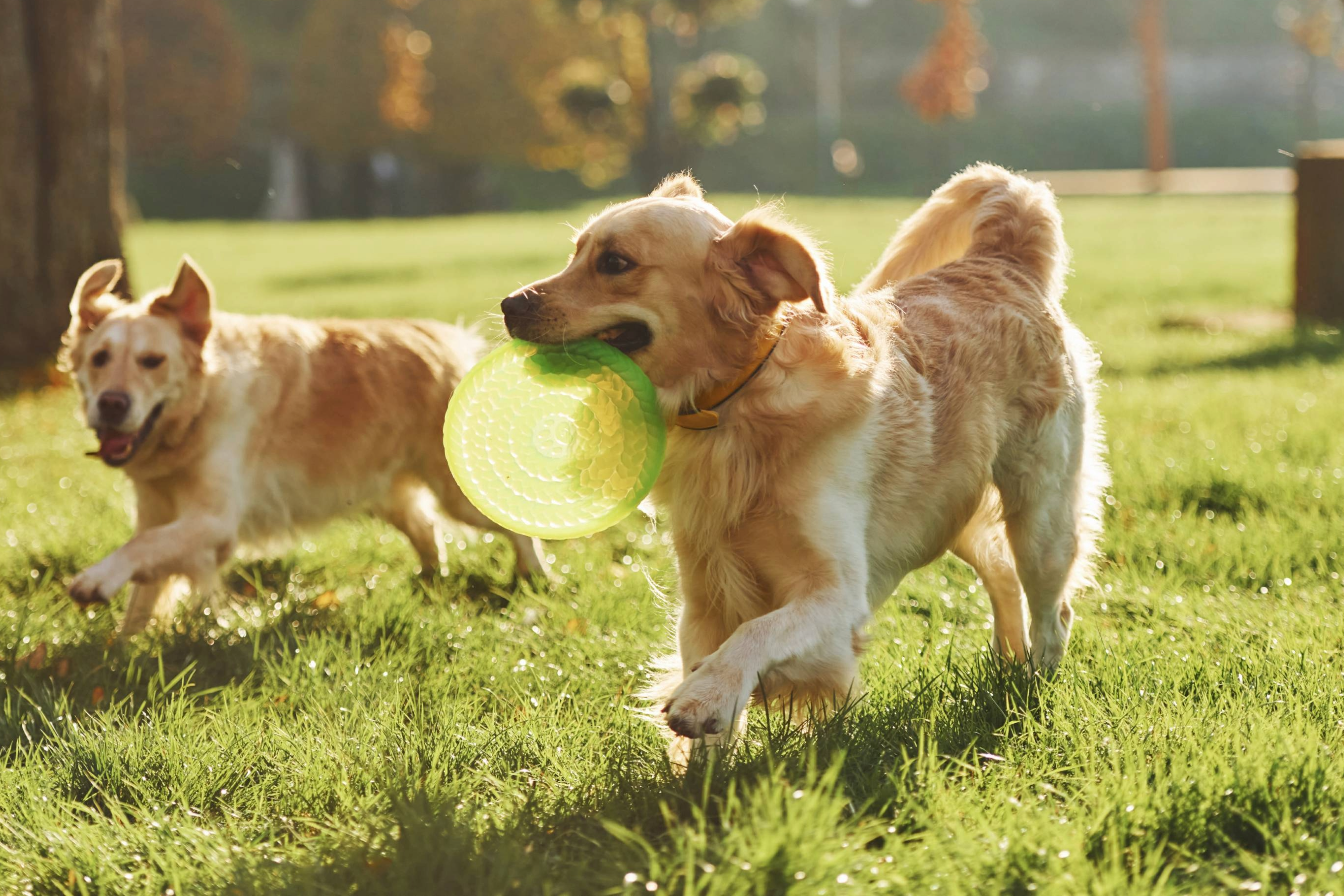 Two dogs playing in the dog park in Nashville, Tennessee. Golden retrievers are playing with a frisbee. 