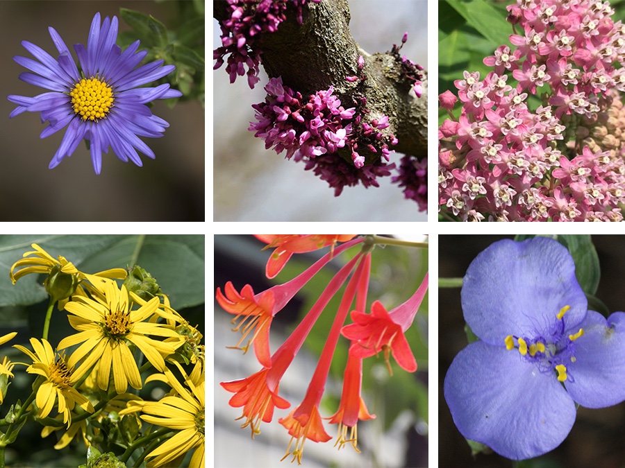 Fall Native Plant Sale at Owl's Hill Nature Sanctuary in Brentwood, TN.