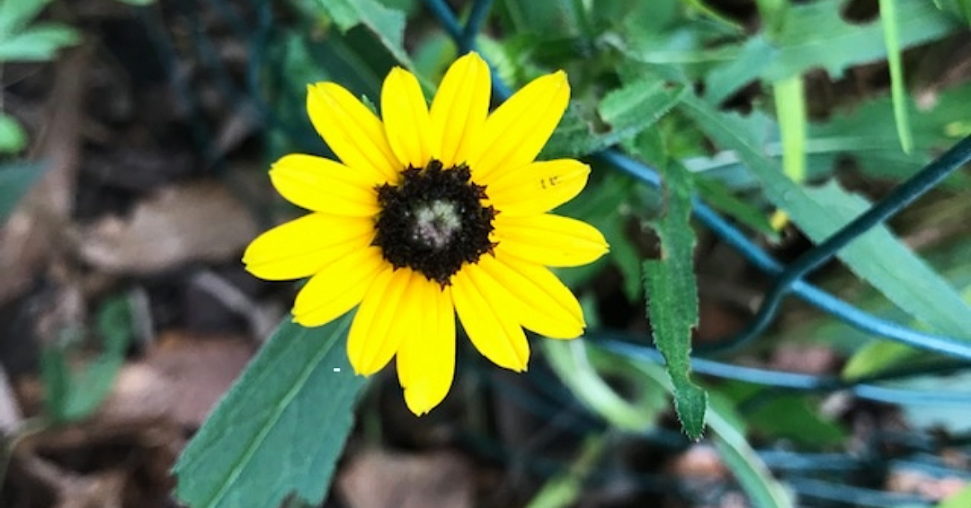 A flower in bloom at Bowie Nature Park in Fairview, Tennessee.